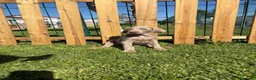 Weimaraner perros en venta: BRACO DE WEIMAR - Anuncio 2