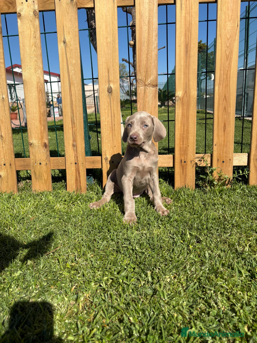 Weimaraner perros en venta: BRACO DE WEIMAR - Anuncio 2