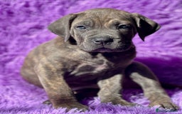 Cane Corso perros en venta: IMPRESIONANTE CAMADA DE CABE CORSO! - Imagen 1