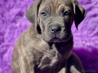 Cane Corso perros - Anuncio 6