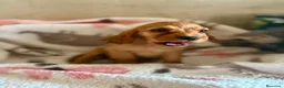 Cocker Spaniel Inglés perros en venta: CACHORRAS COCKER INGLÉS DORADAS  - Anuncio 11