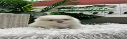 Pomerania perros en venta: POMERANIA  - Anuncio 14