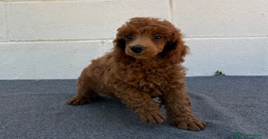 Caniche Toy perros - Propaganda 11