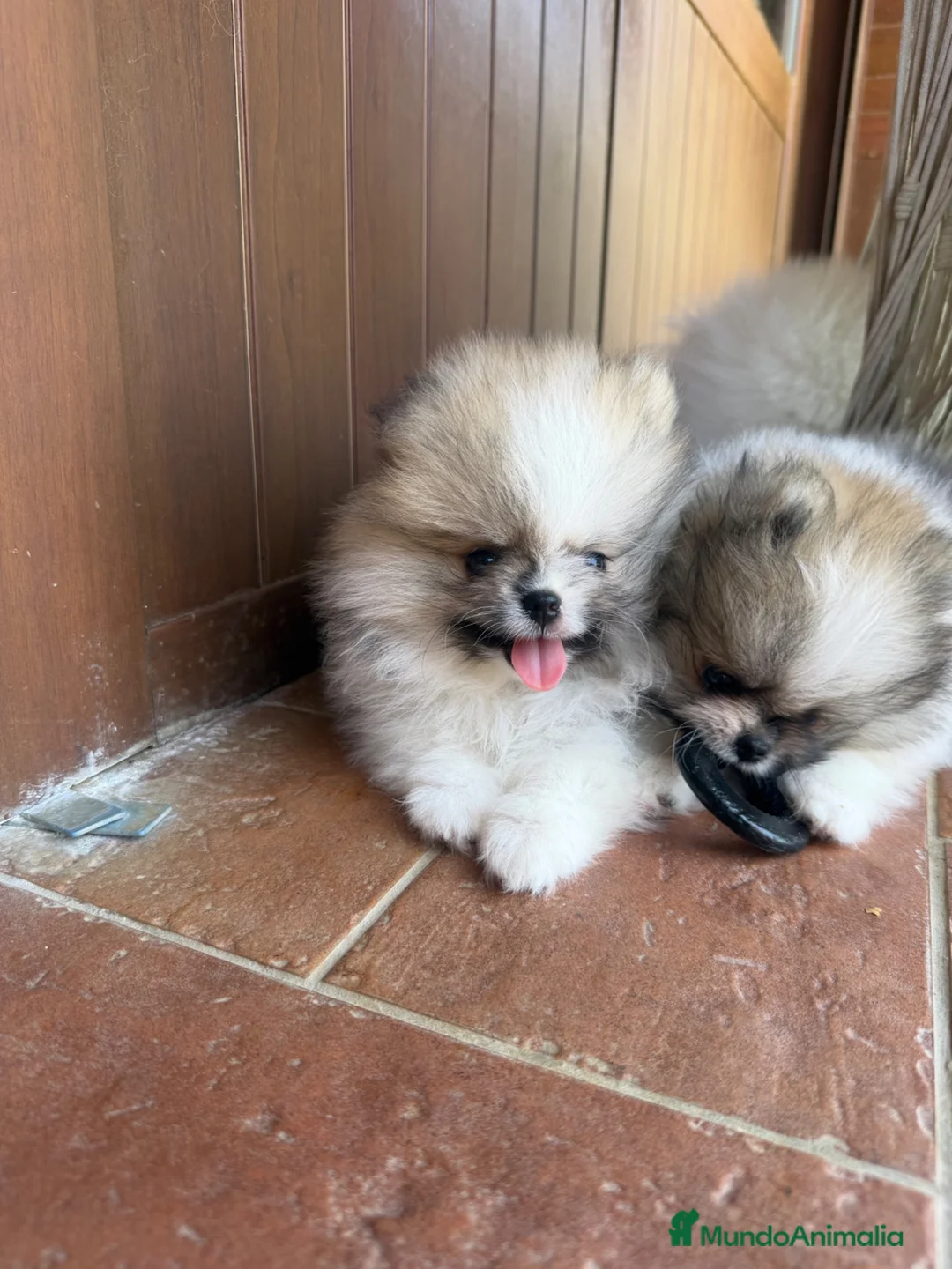 Pomerania perros en venta: Alta selección de Pomeranias  - Anuncio 1