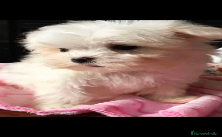 Raza Mixta perros Hembra de maltipoo  - Anuncio 3