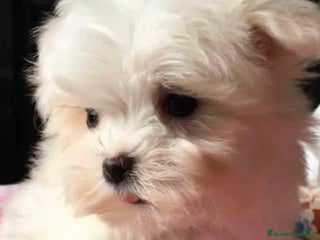 Raza Mixta perros Hembra de maltipoo - Anuncio 3