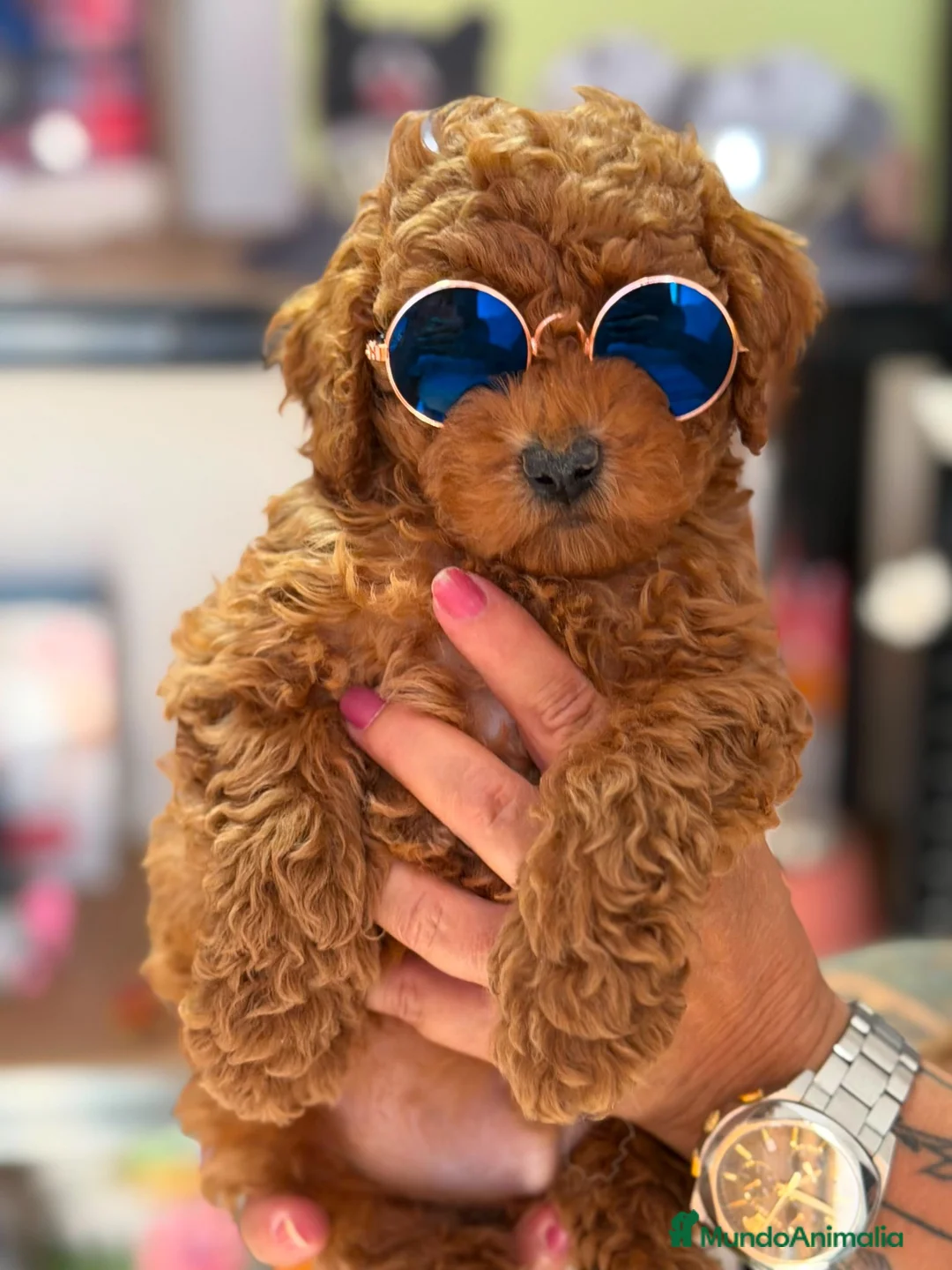 Caniche Toy perros en venta: ÚLTIMO MACHO DE LA CAMADA  - Anuncio 3