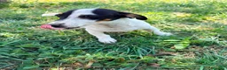 Jack Russell Terrier perros en venta: Jack Russell Terrier  - Anuncio 8