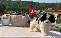 Perro de Agua Español perros en venta: Camada de perro de aguas - Imagen 2