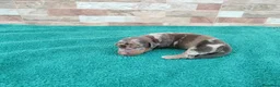 Teckel Miniatura perros en venta: Teckels Miniaturas de calidad - Anuncio 5