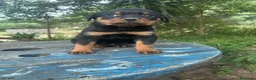 Rottweiler perros en venta: Disponible macho de Rottwailer de Calidad  - Anuncio 3