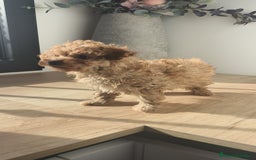 Caniche Toy perros en venta: Caniche hembra Apricot y Roja - Anuncio 9