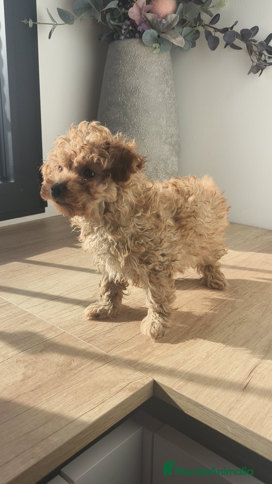 Caniche Toy perros en venta: Caniche hembra Apricot y Roja - Anuncio 9