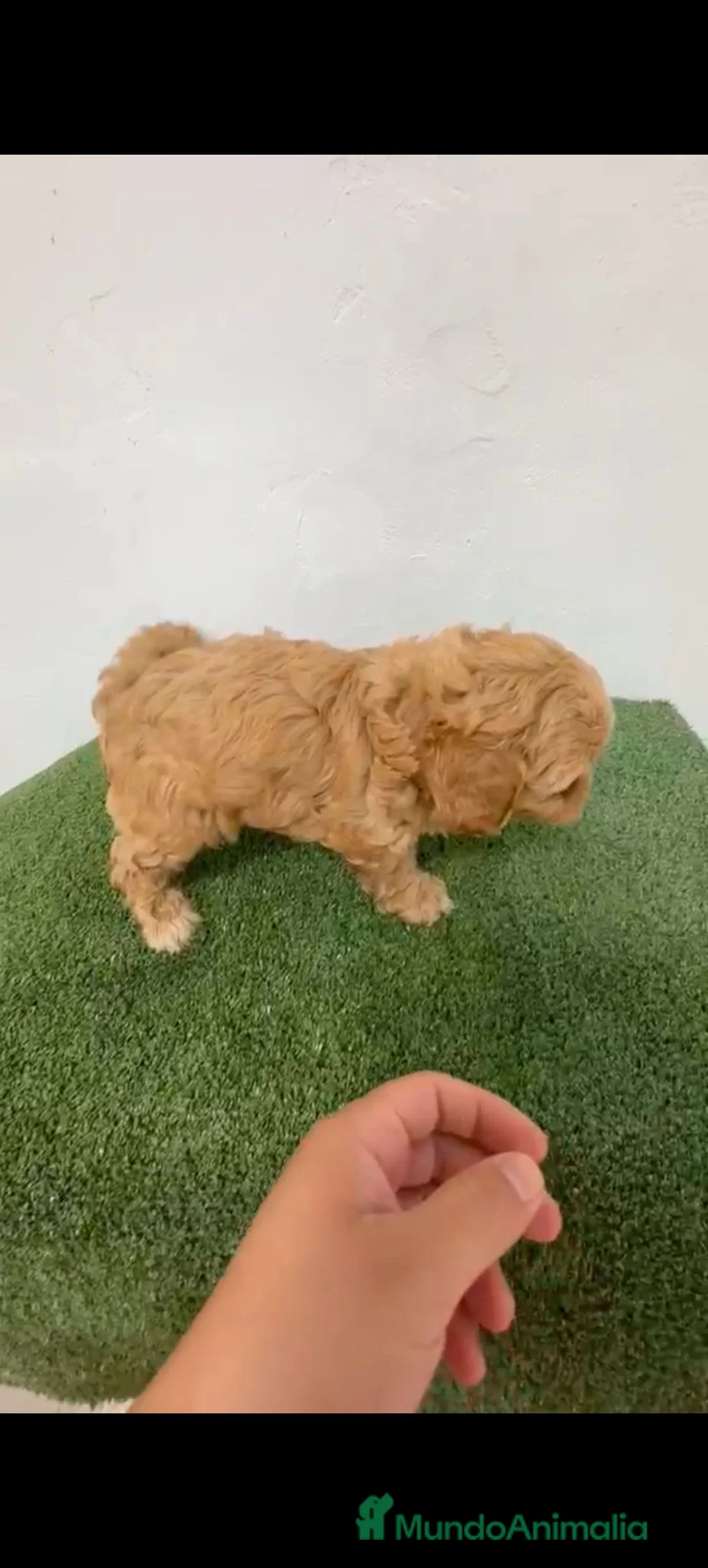 Maltipoo perros en venta: Hembra de maltipoo  - Anuncio 1