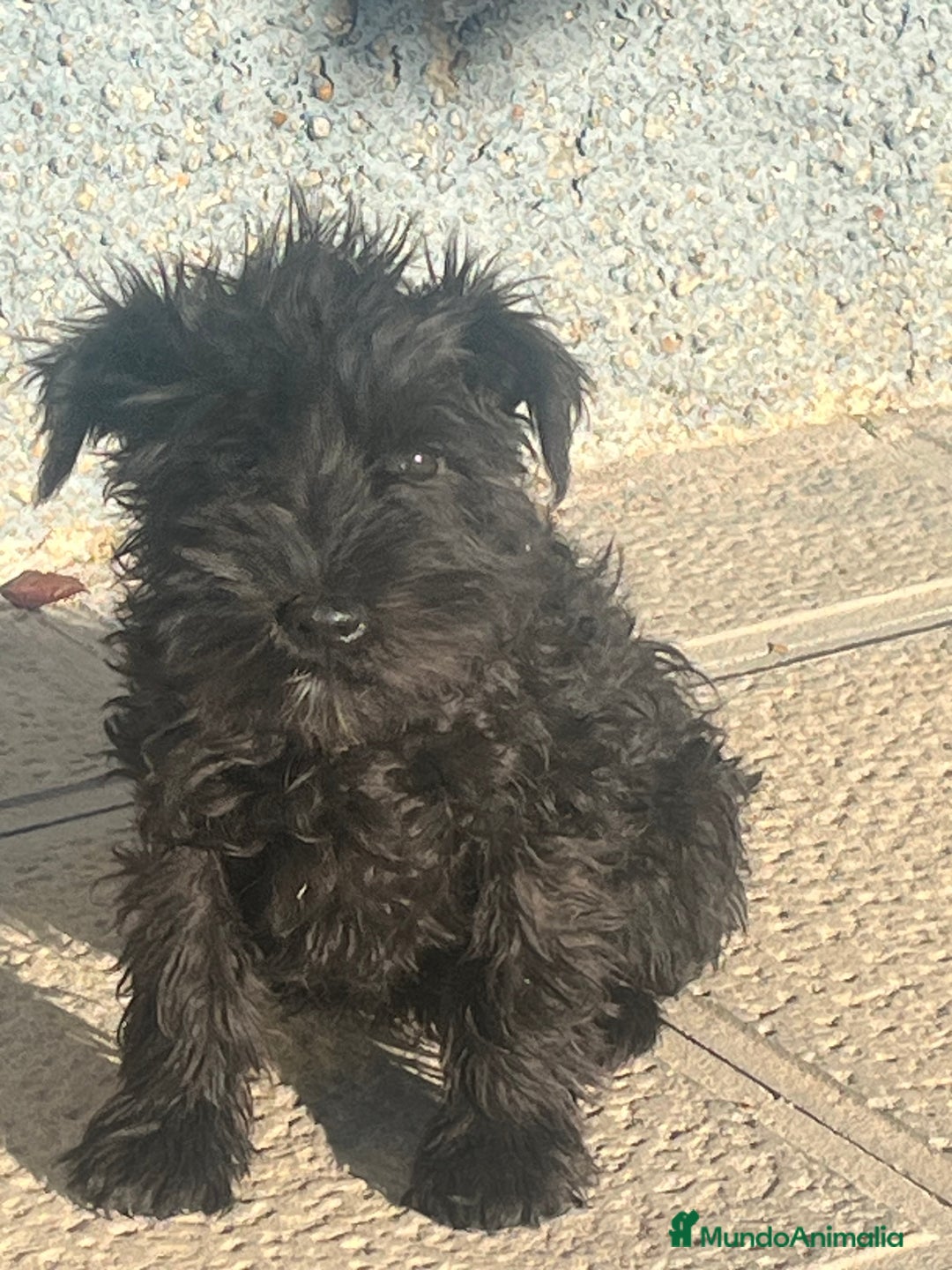 Schnauzer Miniatura perros en venta: Schnuzer min - Anuncio 5