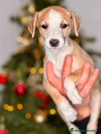 Whippet perros en Badajoz - Anuncio 4