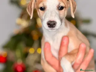 Whippet perros WHIPPET CACHORRITOS :) en Badajoz - Anuncio 5