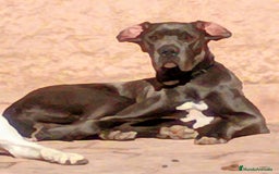 Dogo Alemán perros en venta: Dogo alemán  - Imagen 5