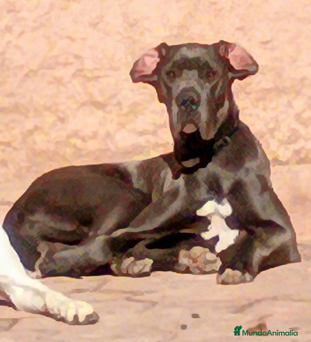 Dogo Alemán perros en venta: Dogo alemán  - Imagen 5