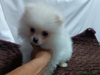 Pomerania perros - Anuncio 26