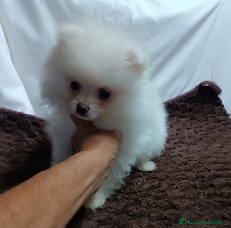 Pomerania perros - Anuncio 9