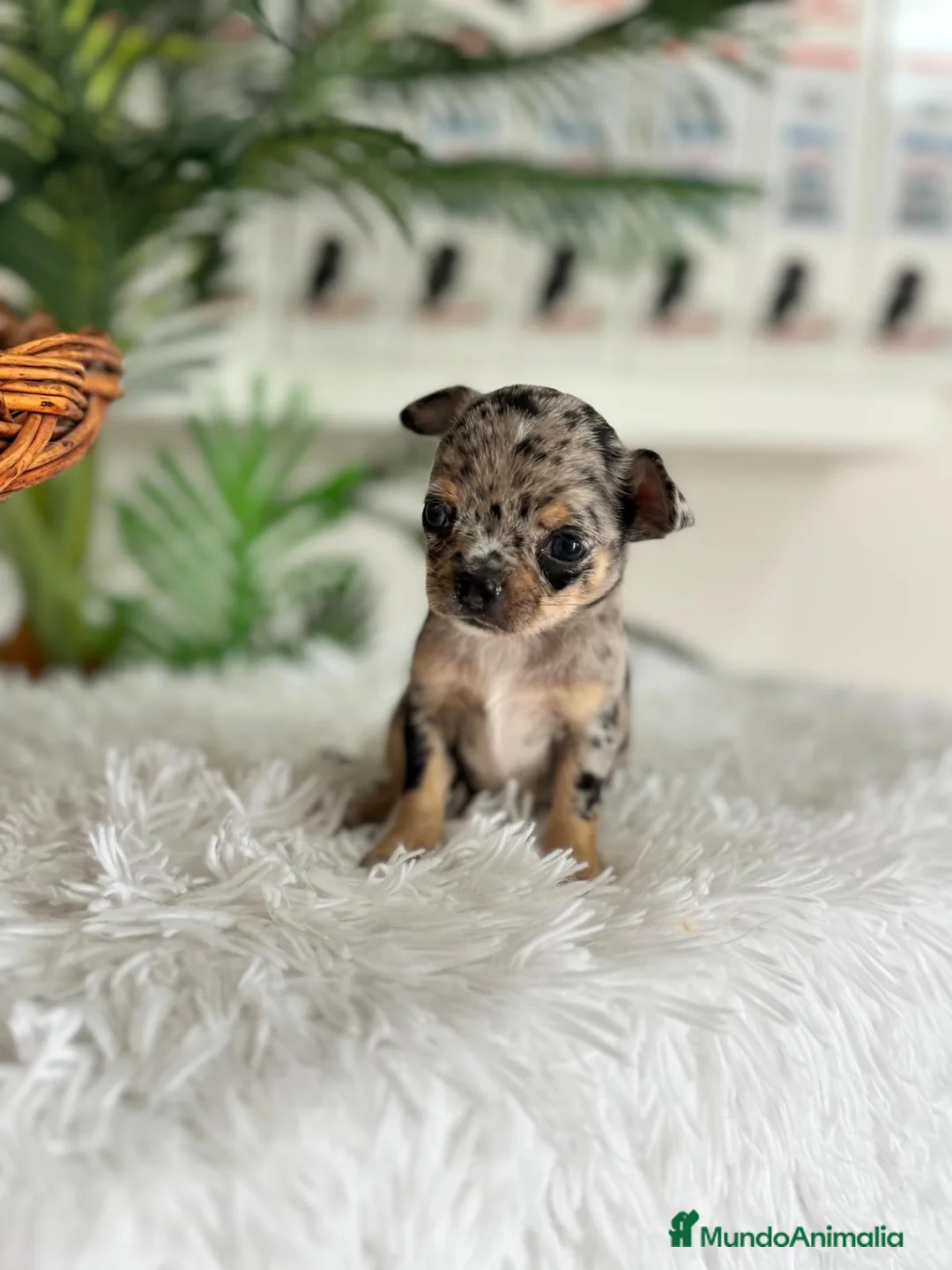 Chihuahua perros en venta: CHIHUAHUA MERLE - Anuncio 14