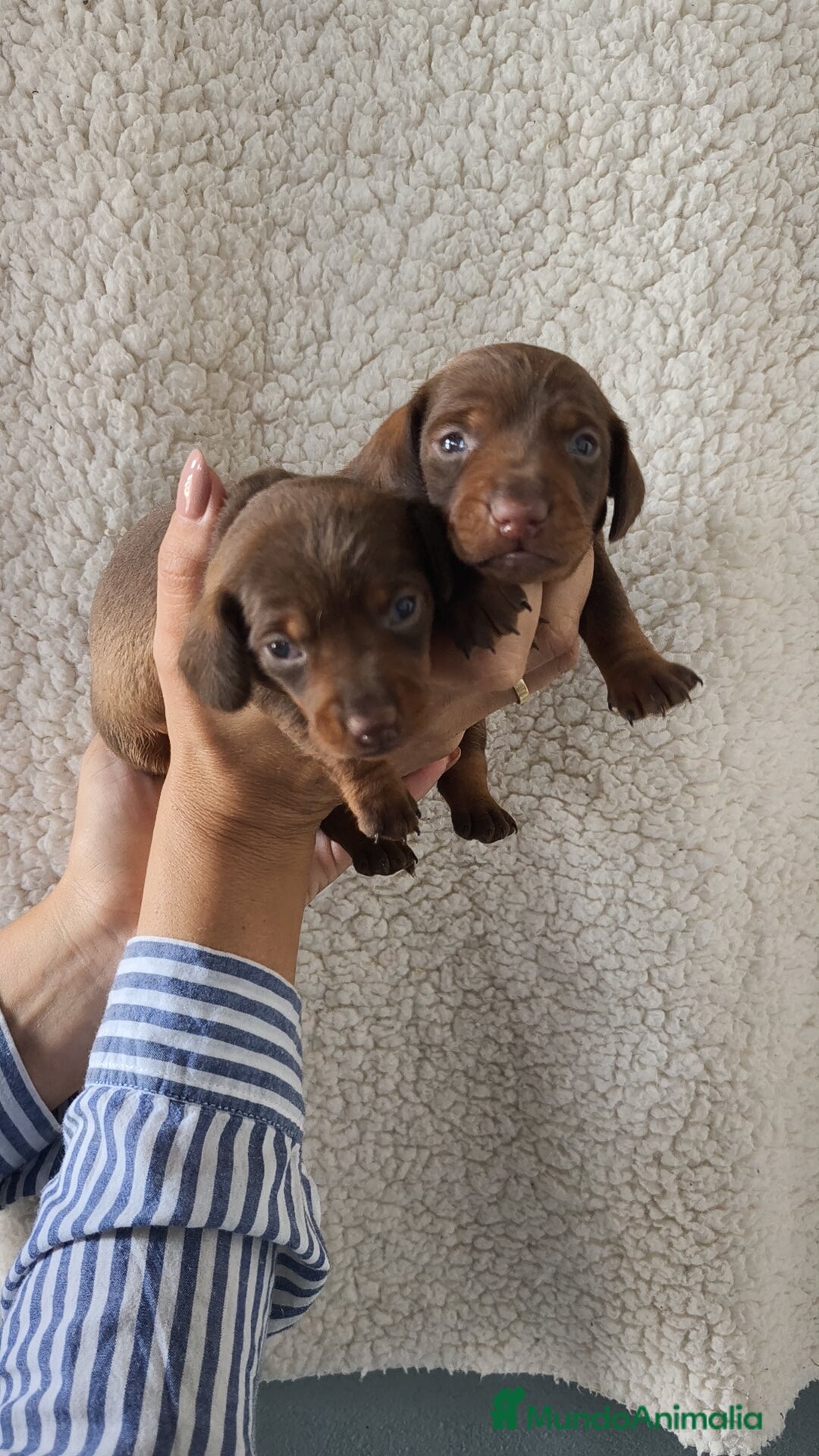 Teckel Miniatura perros en venta: Teckel Kanichen chocolate  - Imagen 3