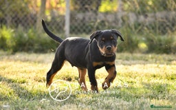 Rottweiler perros en venta: Un rottweiler no se compra… se siente en Burgos - Imagen 3