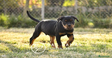 Rottweiler perros en Burgos - Propaganda 14