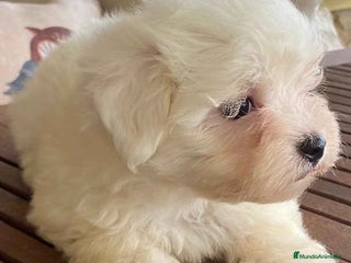Bichón Maltés perros en Barcelona - Anuncio 19