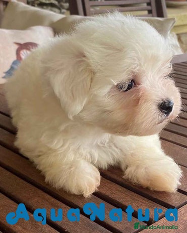 Bichón Maltés perros en Barcelona - Anuncio 17