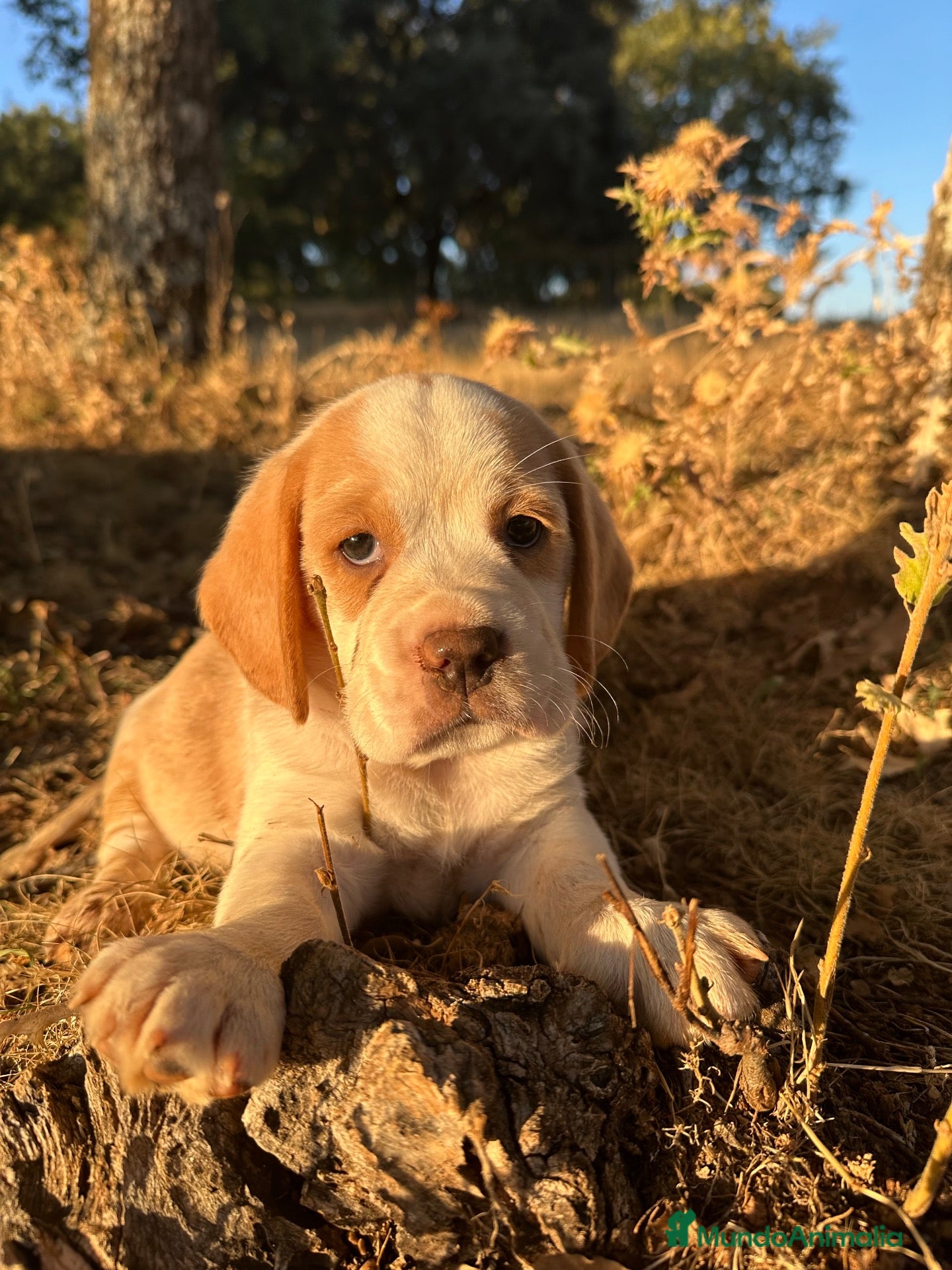 Beagle perros Beagle Bicolor - Anuncio 2