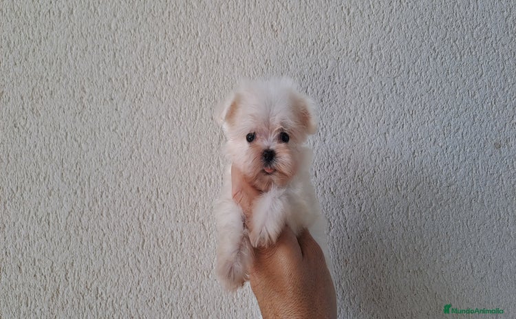 Bichón Maltés perros - Anuncio 1