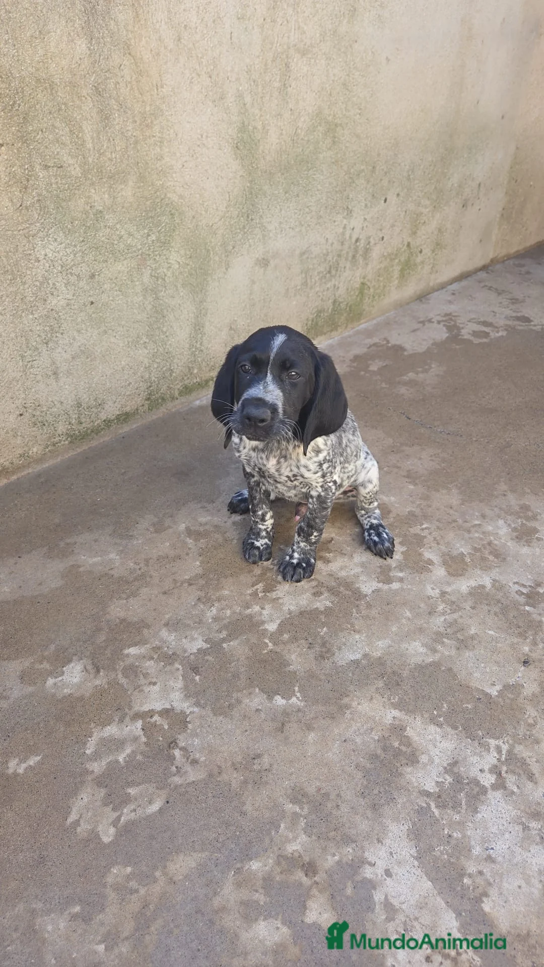 Braco Alemán de Pelo Corto perros en venta: Camada Braco Alemán  - Anuncio 2
