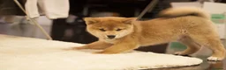 Shiba Inu perros en venta: Precioso macho de Shiba-inu ✨🦊 - Anuncio 6