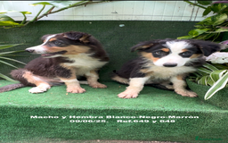 Border Collie perros en venta: BORDER COLLIE TRICOLOR - Imagen 2