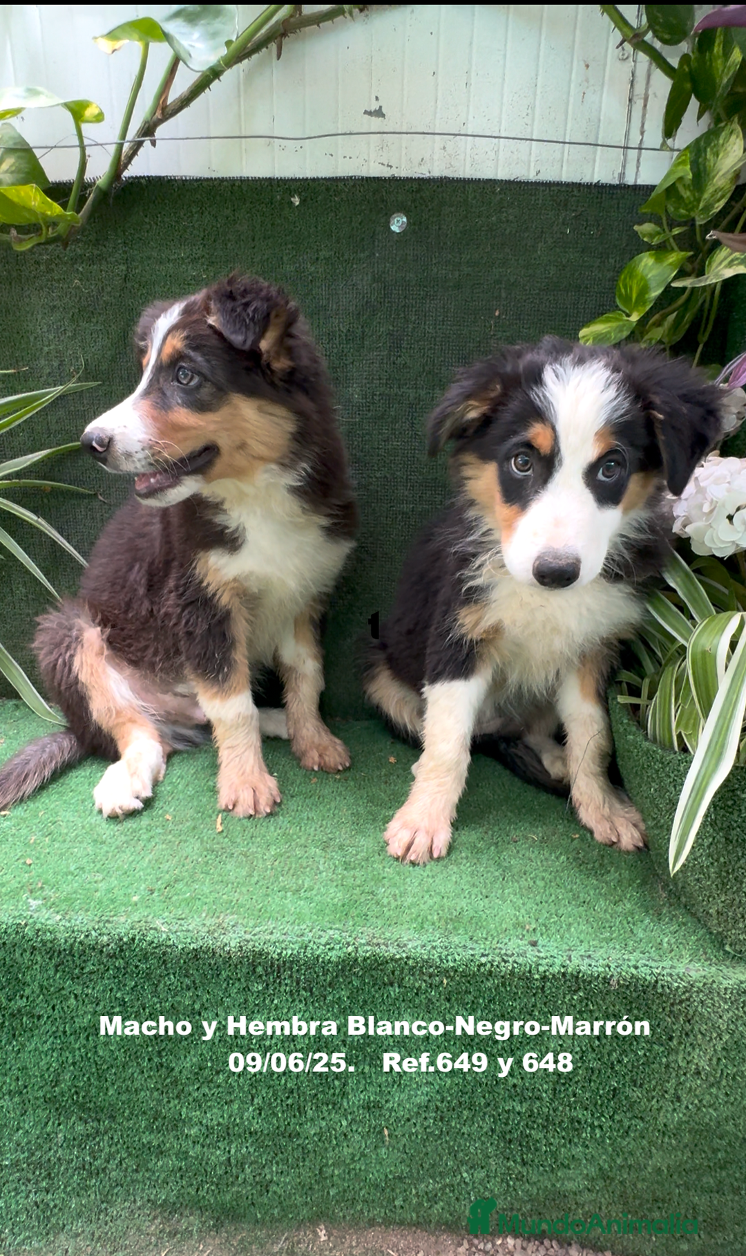 Border Collie perros en venta: BORDER COLLIE TRICOLOR - Imagen 2