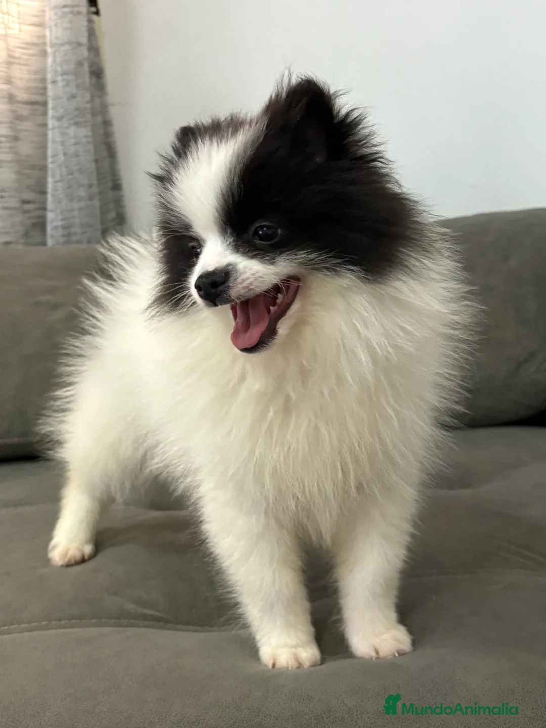 Pomerania perros en venta: Cachorro pomerania  - Anuncio 1