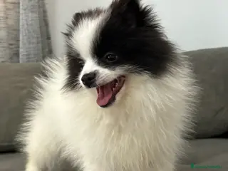 Pomerania perros Cachorro pomerania - Anuncio 1
