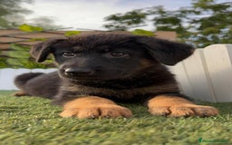 Pastor Alemán perros en venta: PASTOR ALEMAN HEMBRA - Imagen 21