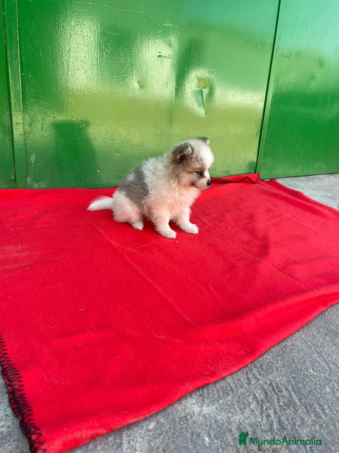 Pomerania perros en venta: Lulu pomerania  - Imagen 4