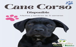 Cane Corso perros en venta: Preciosos cachorros de Cane corso - Anuncio 8