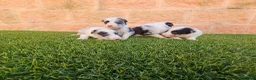 Border Collie perros en venta: CACHORROS DE BORDER COLLIE - Anuncio 1