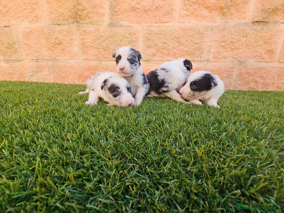 Border Collie perros en venta: CACHORROS DE BORDER COLLIE - Anuncio 1