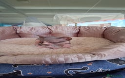 Sphynx gatos en venta: GATITOS SPHYNX - Anuncio 2