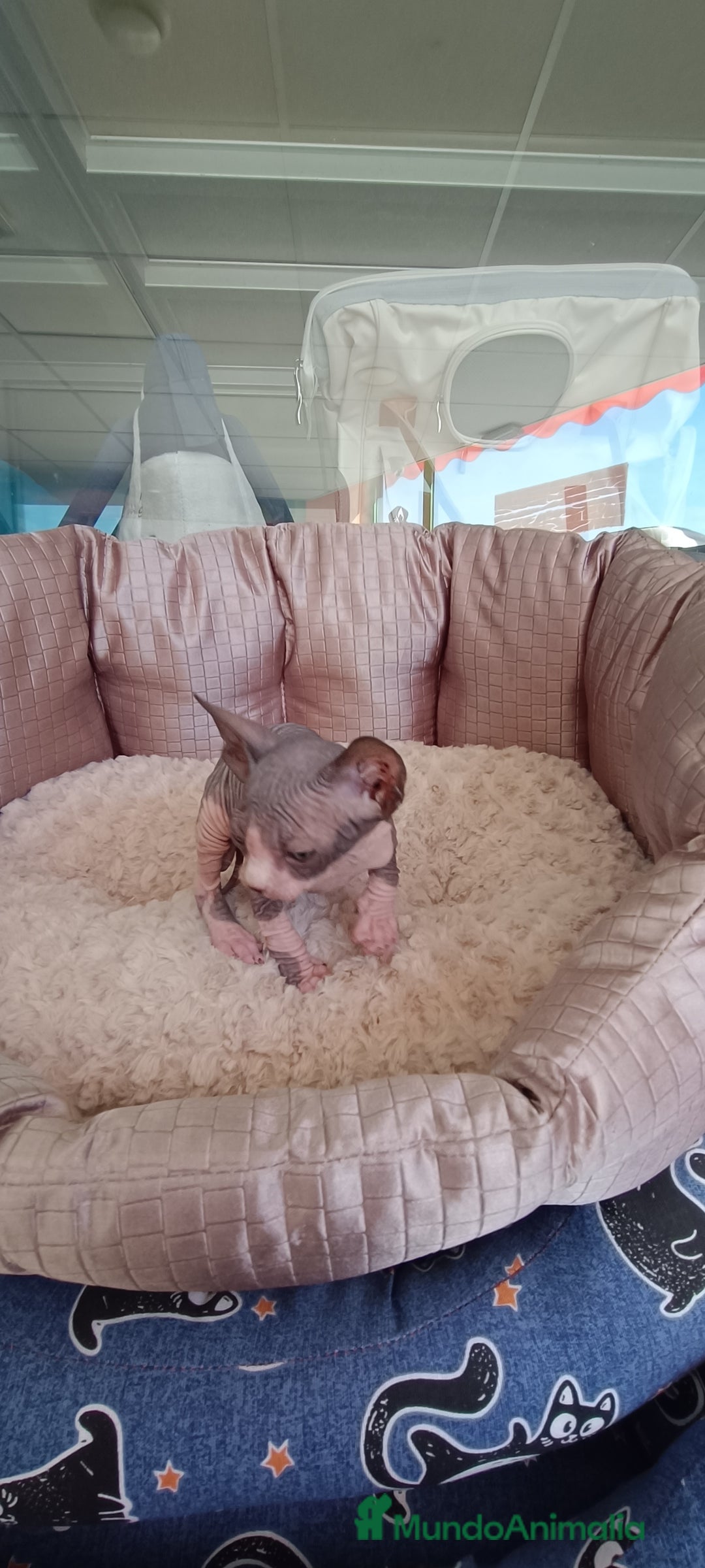 Sphynx gatos en venta: GATITOS SPHYNX - Anuncio 2