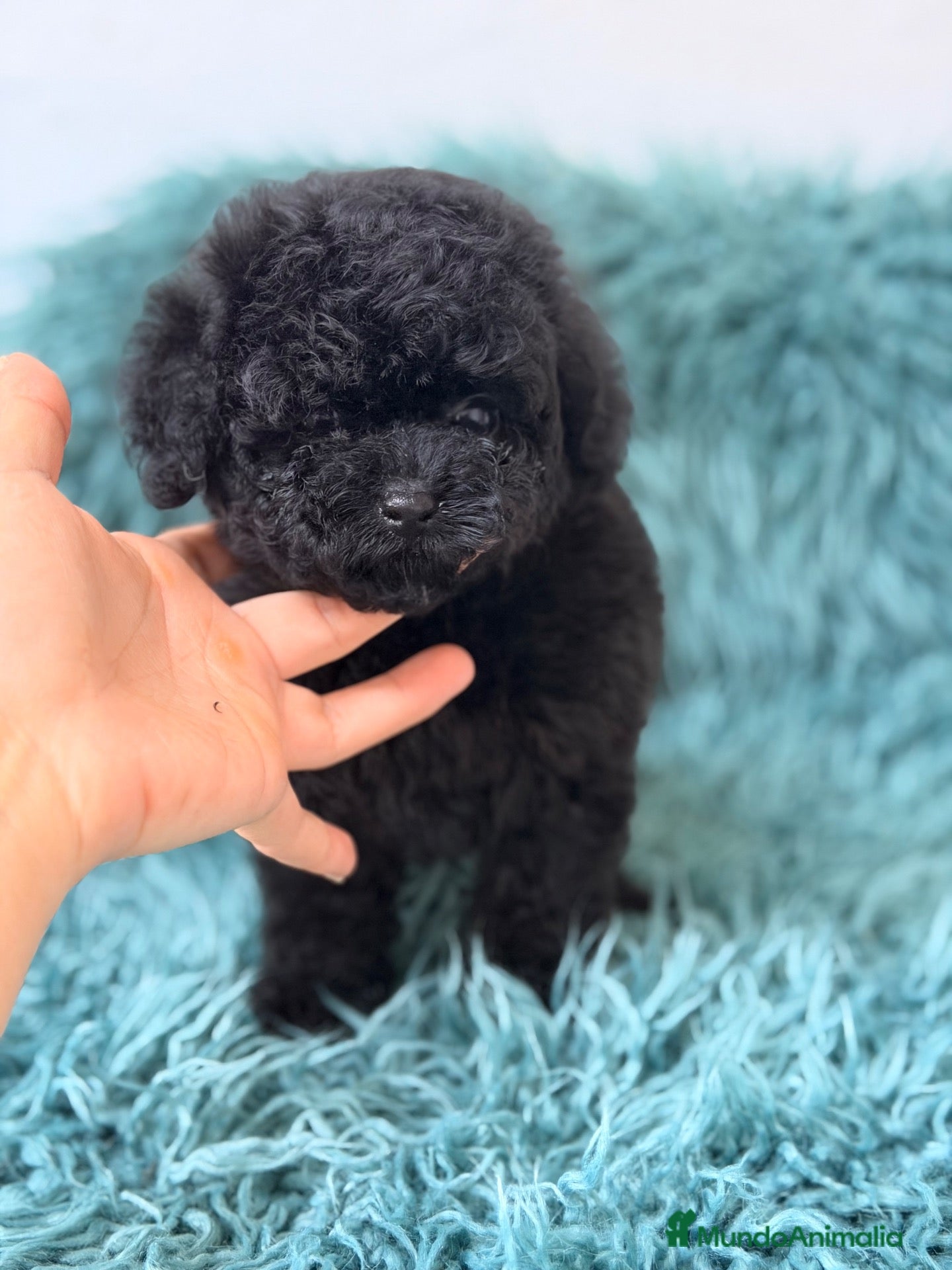 Caniche Toy perros CANICHE MINITOY NEGRO AZABACHE  - Anuncio 9
