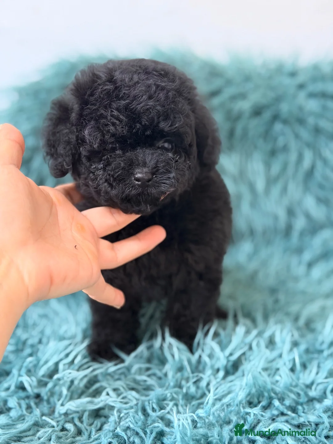 Caniche Toy perros en venta: CANICHE MINITOY NEGRO AZABACHE  - Anuncio 1