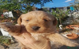 Labrador Retriever perros en venta: LABRADOR - Imagen 3