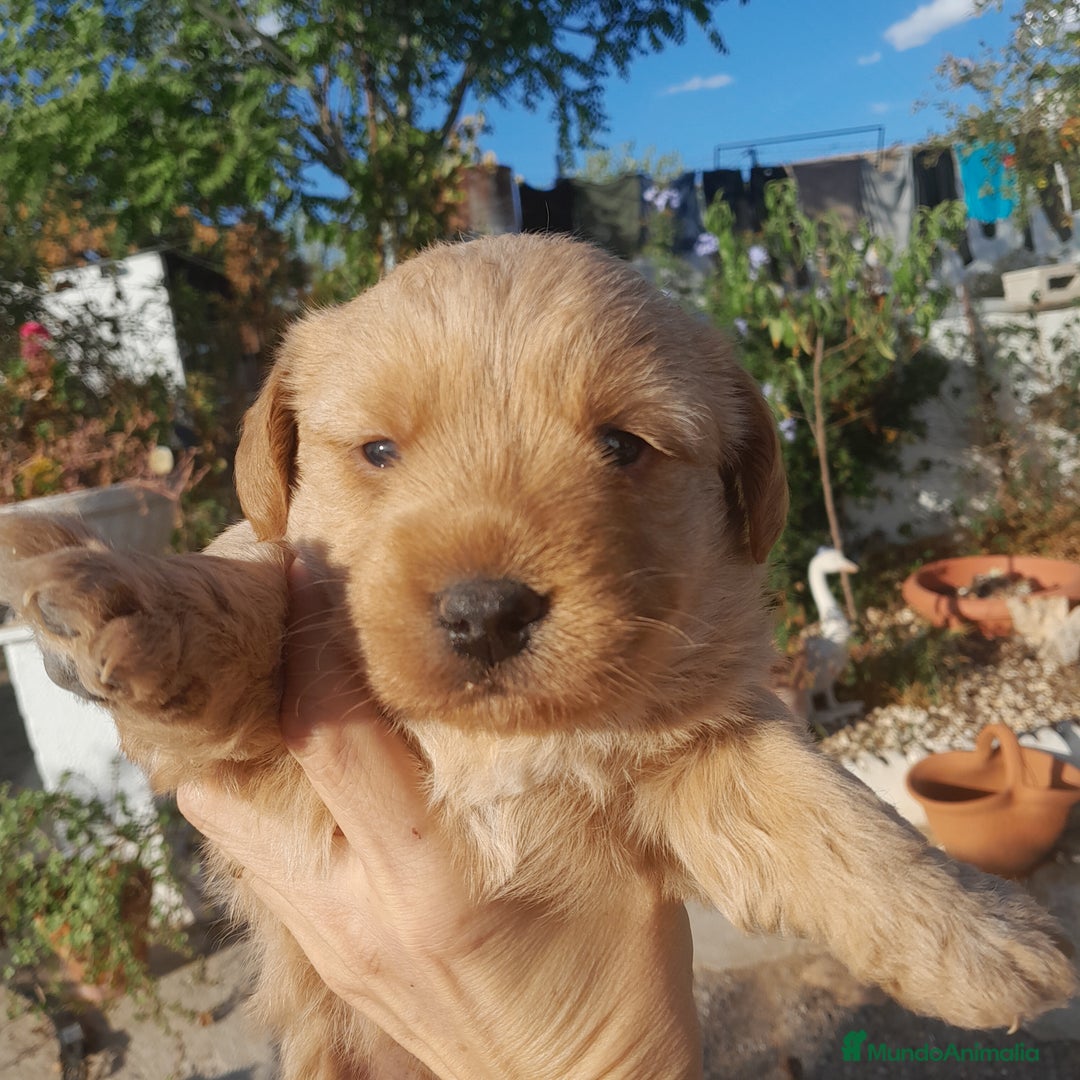 Labrador Retriever perros en venta: LABRADOR - Imagen 3